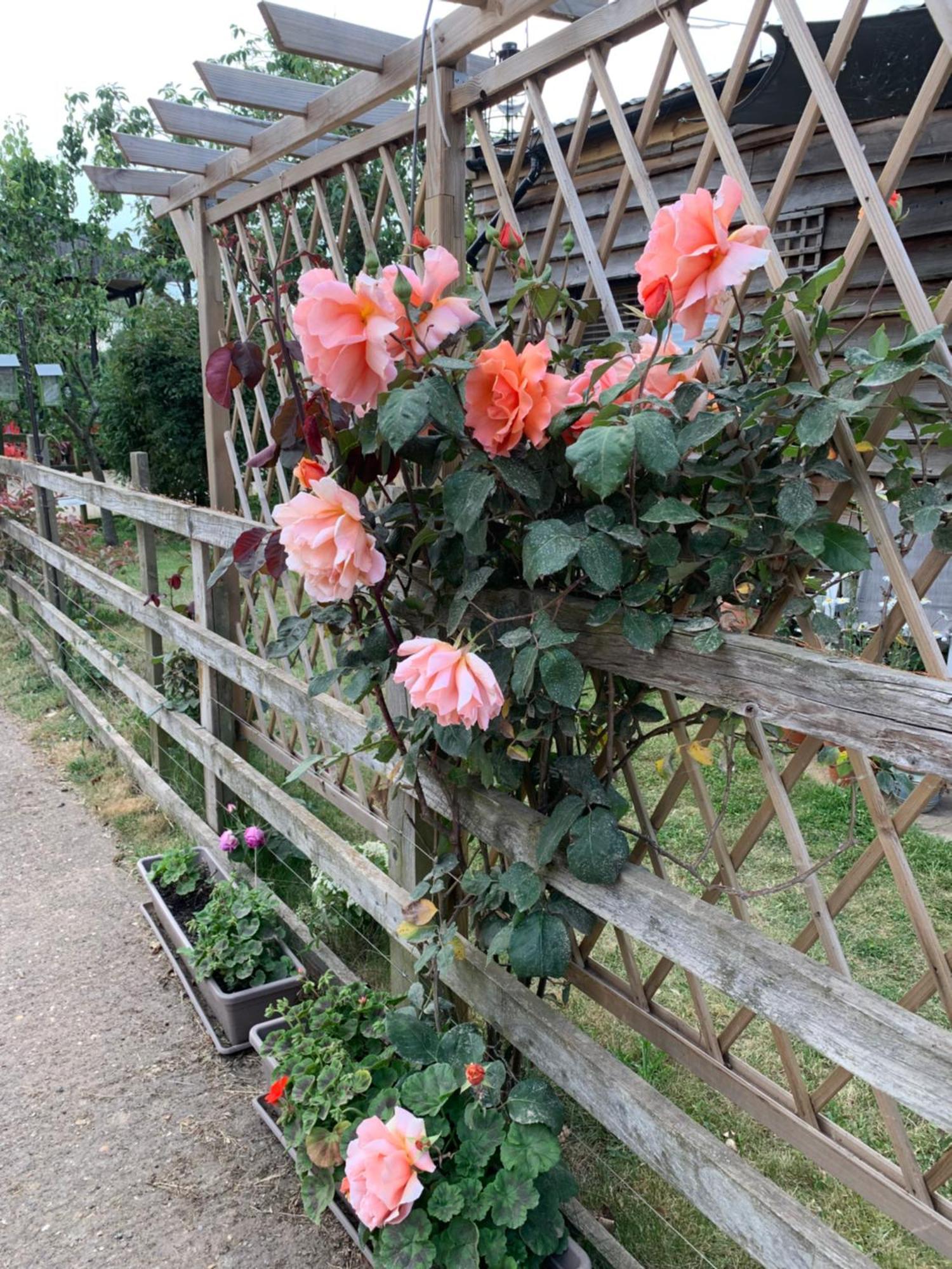 The Barn At White Rose Appartamento Towcester